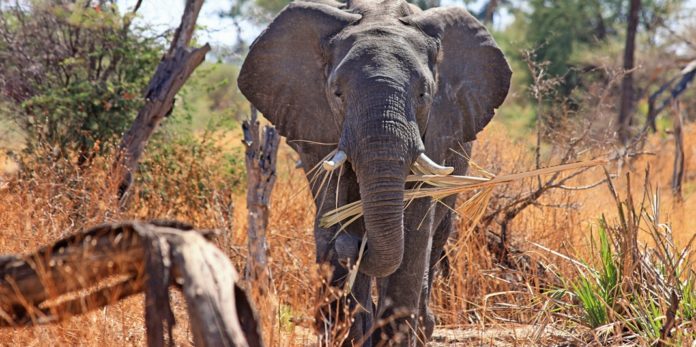 safari datování ukseznamky zdarma wollongong