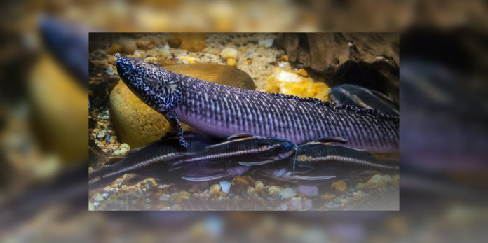 Aquarius muž datování aquarius žena