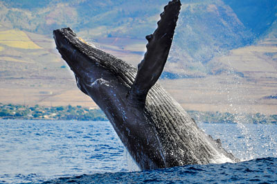 whale-evolution-flops.jpg (400×266)